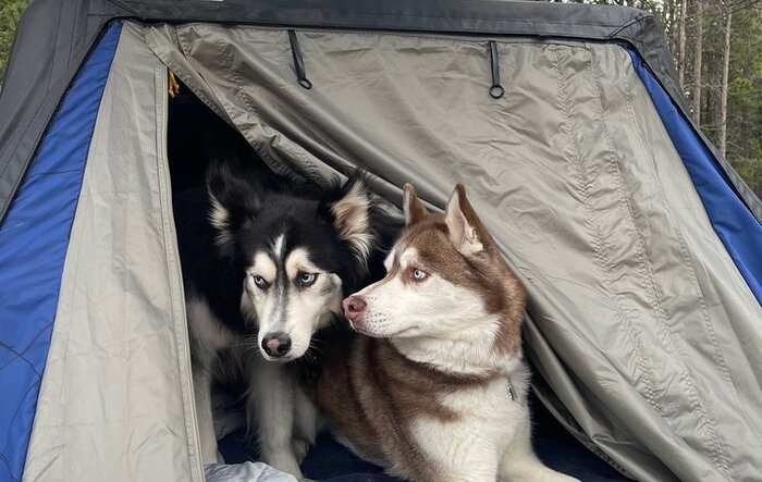 Camping in a 5’ Bed (with dogs)