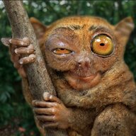 hagglethorn